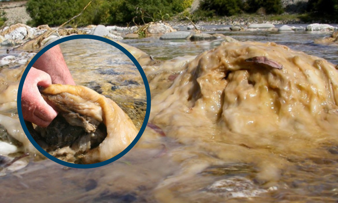 A slimy looking brown substance covering a rock that is above the water in a river