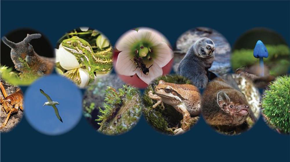 Cover Image Otagos Species Page Feb 2027