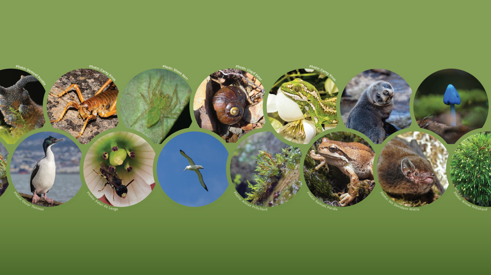 Species found in Otago Feb 2026.png