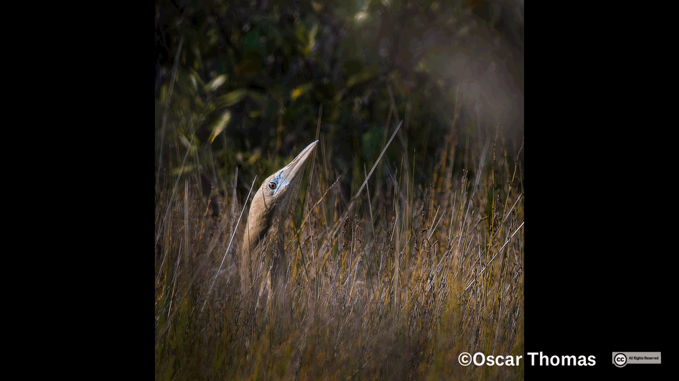 Matuku Hūrepo (Australian Bittern) 2. Credit Oscar Thomas