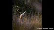 Matuku Hūrepo (Australian Bittern) 2. Credit Oscar Thomas