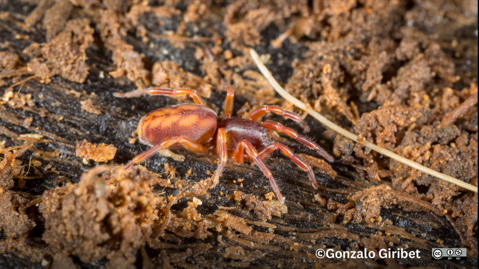 Huttonia Palpimanoides, (C) Gonzalo Giribet, Some Rights Reserved (CC BY NC)