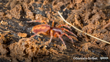 Huttonia Palpimanoides, (C) Gonzalo Giribet, Some Rights Reserved (CC BY NC)