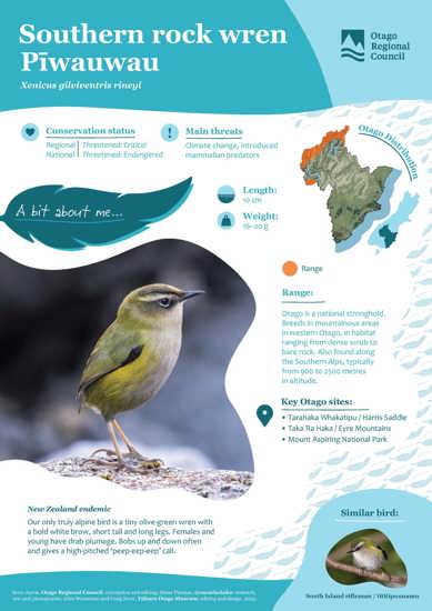 Southern Rock Wren Pīwauwau (1)