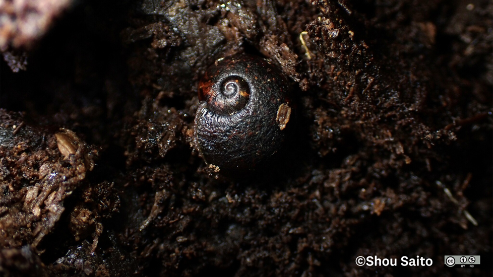 Carnivorous Snails Rhytida Otagoensis 