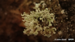 Ramalina Pollinaria. Powdery Twig Lichen Threat Status Nationally Critically. Photo John Steel CC BY