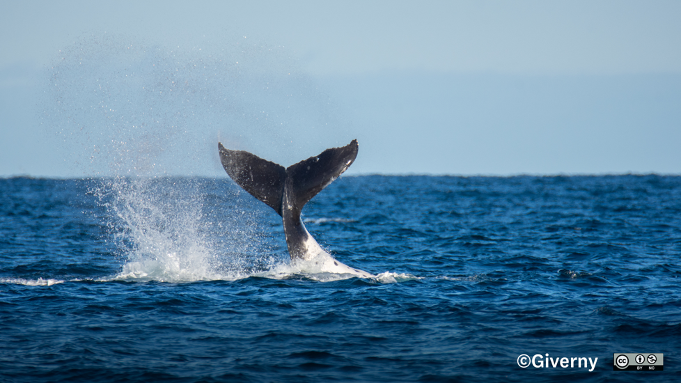 Paikea Humpback Whales. Photo Giverny Forbes Inaturalist (CC BY NC 4.0)