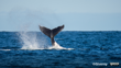 Paikea Humpback Whales. Photo Giverny Forbes Inaturalist (CC BY NC 4.0)