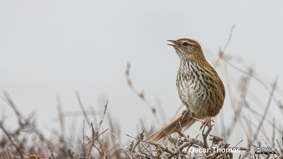 South Island Fernbird Mātātā Photographer Oscar Thomas CC BY NC ND