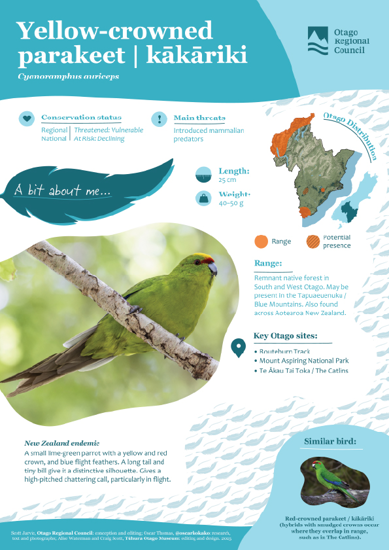 Yellow Crowned Parakeet Kākāriki (1)