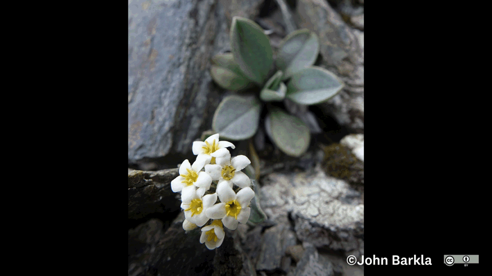 Myosotis Oreophila Photo John Barkla (Some Rights Reserved) Central Otago