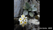 Myosotis Oreophila Photo John Barkla (Some Rights Reserved) Central Otago