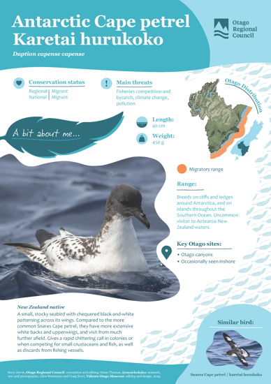 Antarctic Cape Petrel Karetai Hurukoko Thumbnail