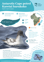 Antarctic Cape Petrel Karetai Hurukoko Thumbnail