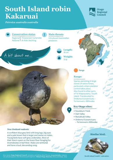 South Island Robin Kakaruai (1)