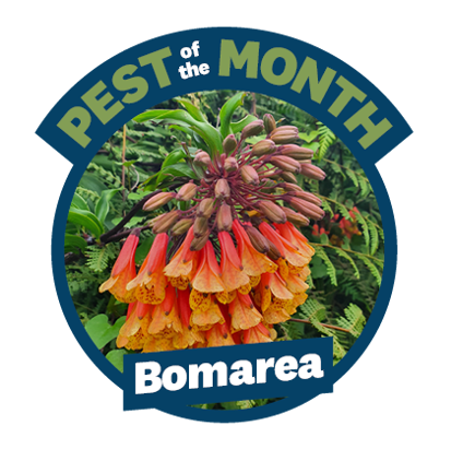 a brightly coloured orange and red bomarea flower on a green plant inside a circle with the words pest of the month and Bomarea on it