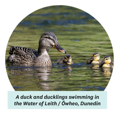 A duck and ducklings swimming in the Water of Leith / Ōwheo, Dunedin