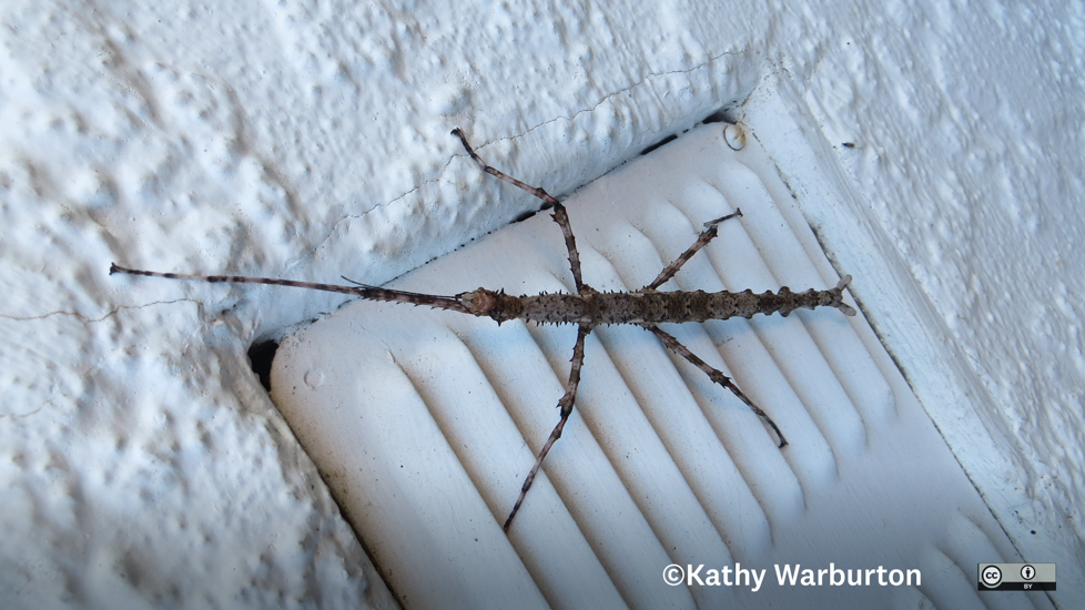 Prickly Stick Insect Acanthoxyla Geisovii Kathy Warburton CC BY 4.0