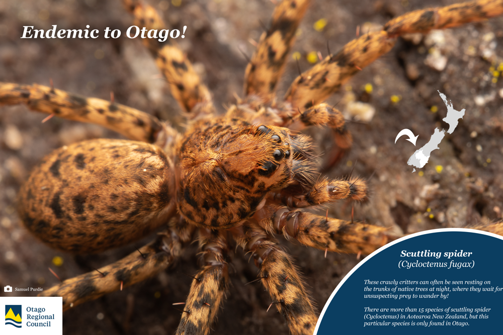 Scuttling Spider Showcase (Cycloctenus fugax)