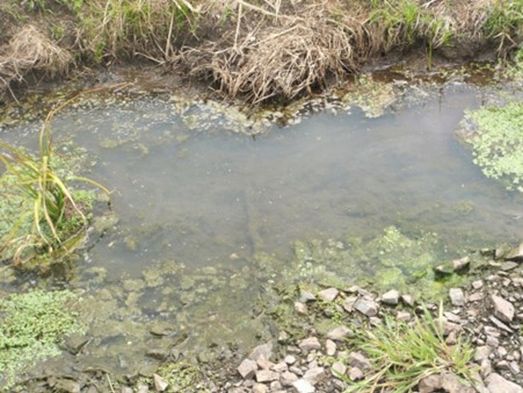 Stagnant Example Water pollution - should I call the Pollution Hotline?