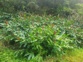 Wild Ginger 11