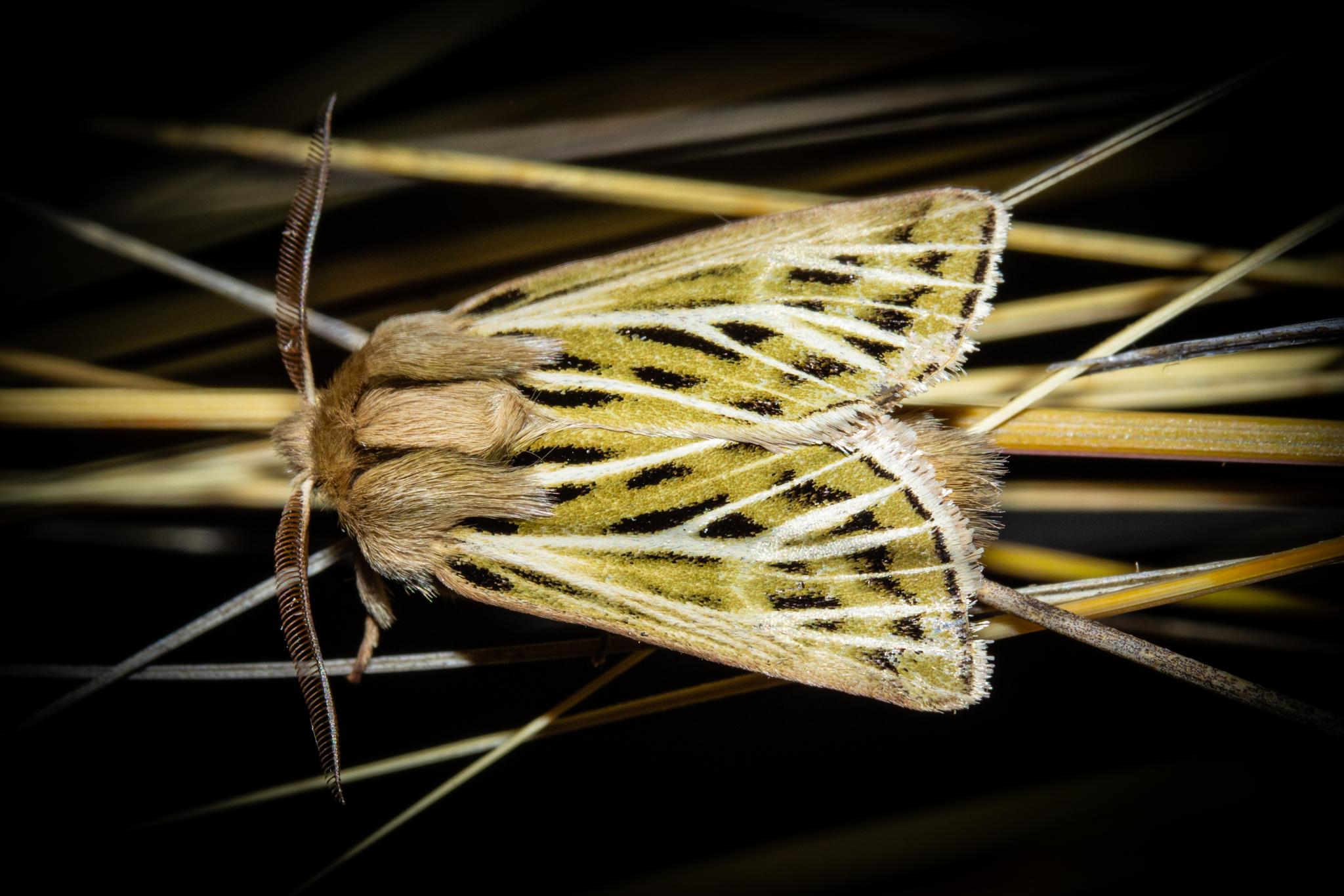 a close up of a yellow and black moth on brown grass or twigs