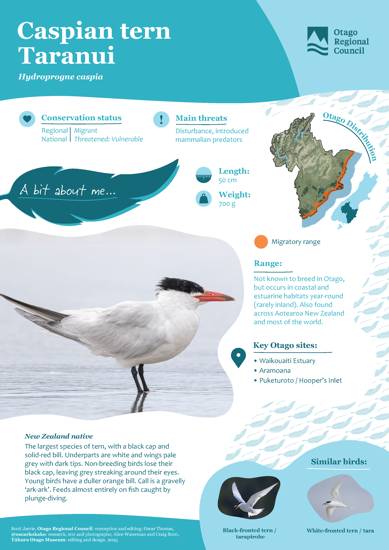 Caspian Tern Taranui Thumbnail