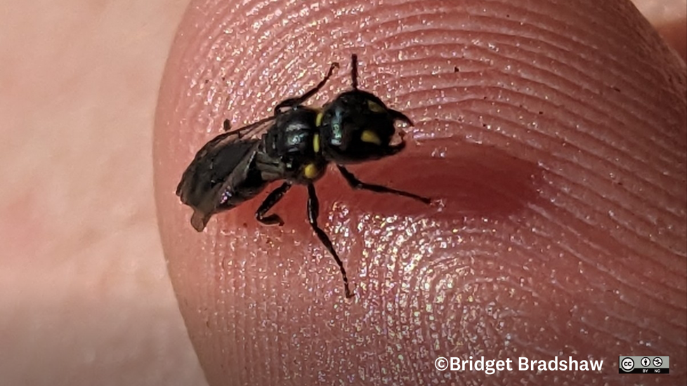 Agile Masked Bee Hylaeus Agilis Photo (C) Bridget Bradshaw Inaturalist CC BY-NC