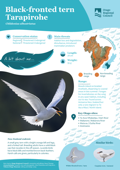 Black Fronted Tern Tarapirohe Thumbnail