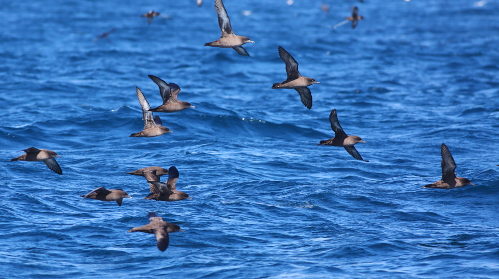 Birds Sooty Shearwater Flock Ardenna Grisea Flying Over The South Pacific Ocean With Blurred Blue Sky And Sea Background, Off The Taiaroa Head, Otago Peninsula Adobestock 573602130