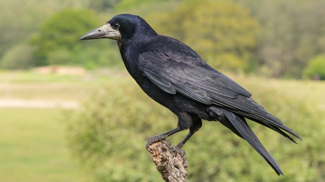 What Sound Do Rooks Make Rooks | Otago Regional Council