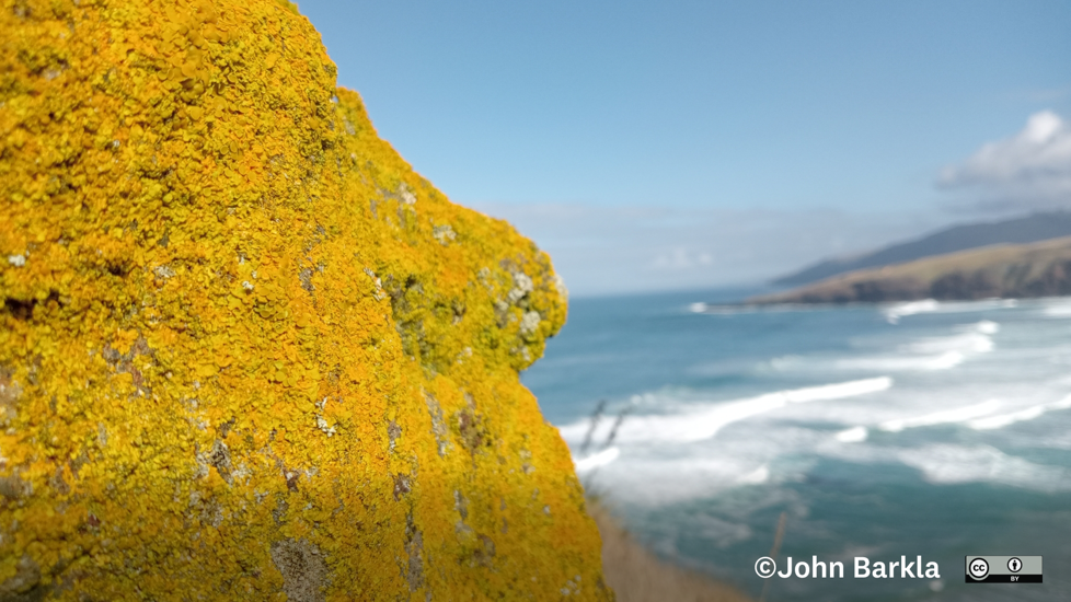 Foloise Lichen (Xanthoria Parietina) Photo John Barkla Some Rights Reserved (CC BY)