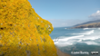 Foloise Lichen (Xanthoria Parietina) Photo John Barkla Some Rights Reserved (CC BY)