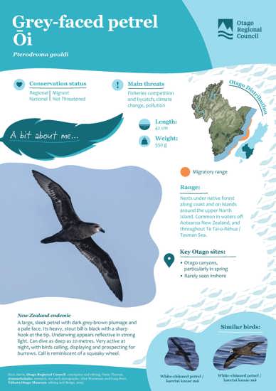 Grey Faced Petrel Ōi (1)