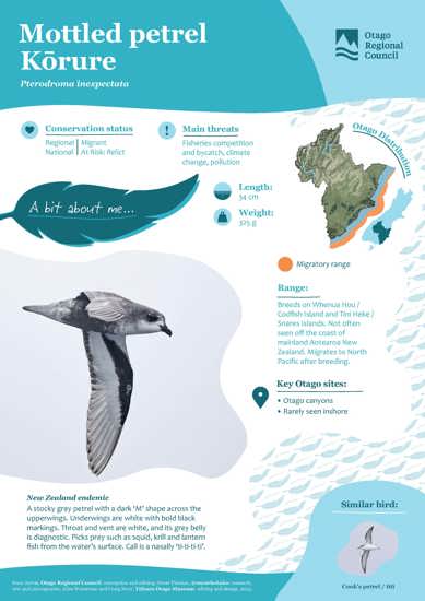 Mottled Petrel Kōrure (1)