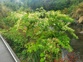 Japanese Knotweed 8