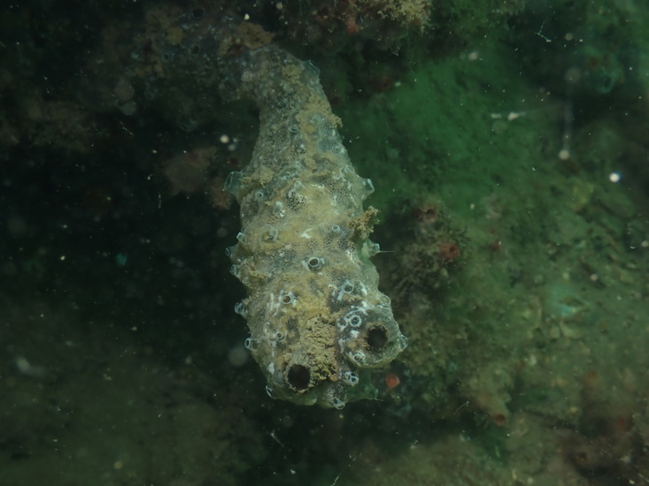 Clubbed Tunicate Samuel Iglesias 2