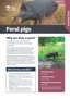 Cover Feral Pigs Plant And Pest Fact Sheets A4 Mar 2026 Page 1