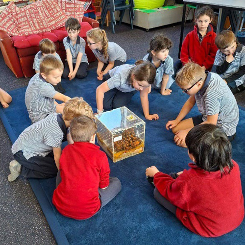 Ōmakau School Ākoka Take A Closer Look At The Bumblebee Hive