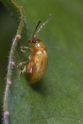 Ragwort flea beetle
