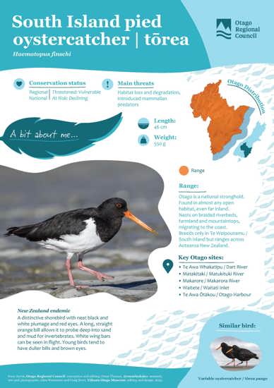 South Island Pied Oystercatcher Tōrea (1)