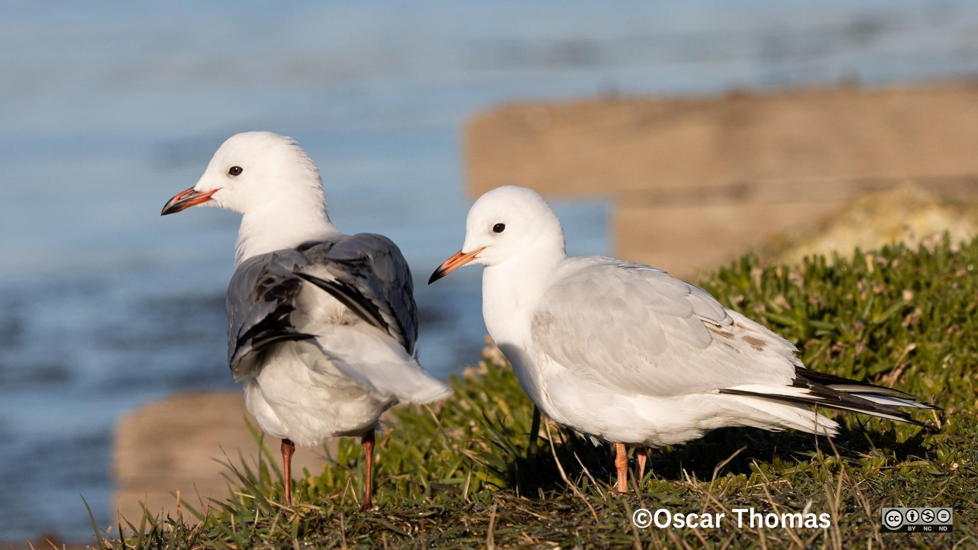 Black Billed Gull Tarāpuka And Red Billed Gull Photographer Oscar Thomas CC BY NC ND