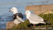 Black Billed Gull Tarāpuka And Red Billed Gull Photographer Oscar Thomas CC BY NC ND