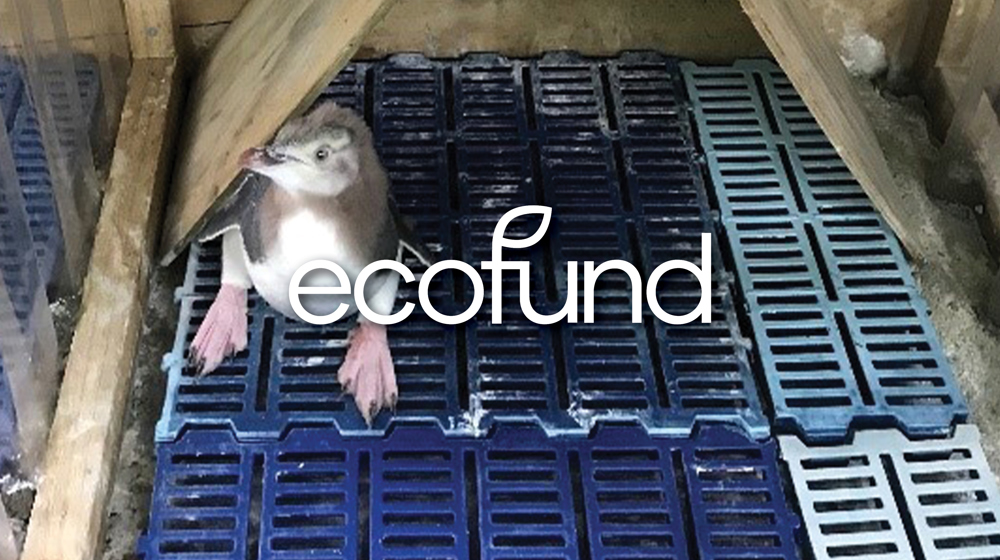 Ecofundlogo Background 1920X1080 Web Tiles2