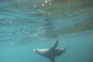378610 Wildlife Fursealswimming 001 Dunedinnz
