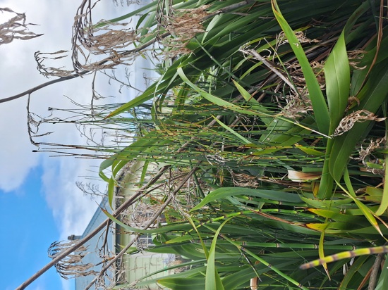 Rough Horsetail 20250211 183853 ORC