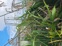 Rough Horsetail 20250211 183853 ORC