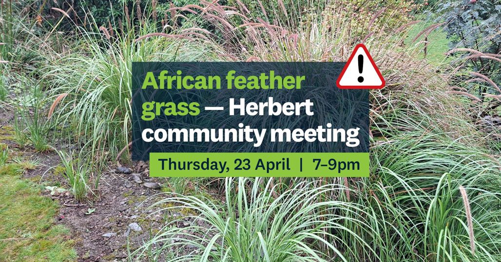 African Feather Grass – Herbert Community Meeting April 2026