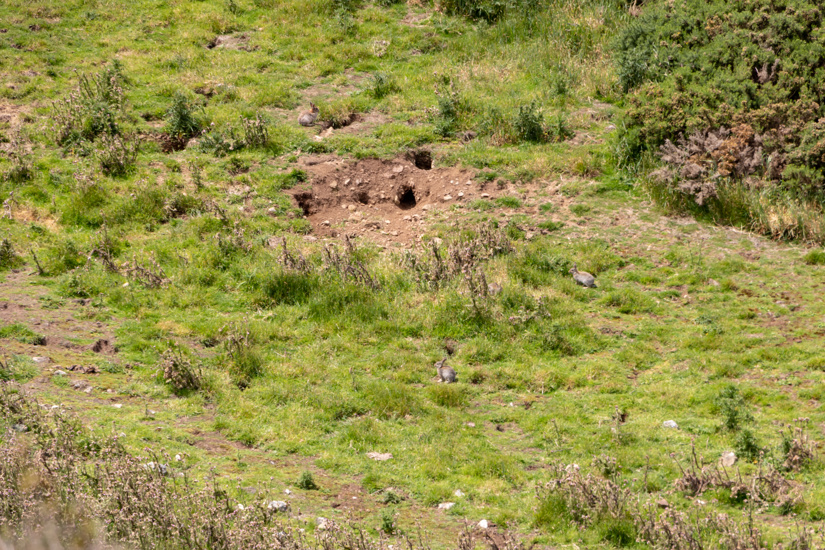 Farmlands Rabbits Rabbits | Otago Regional Council