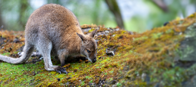 a wallaby standing on moss covered ground and bending down to eat something on the ground